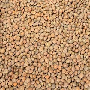 Lentille Brune Bio
