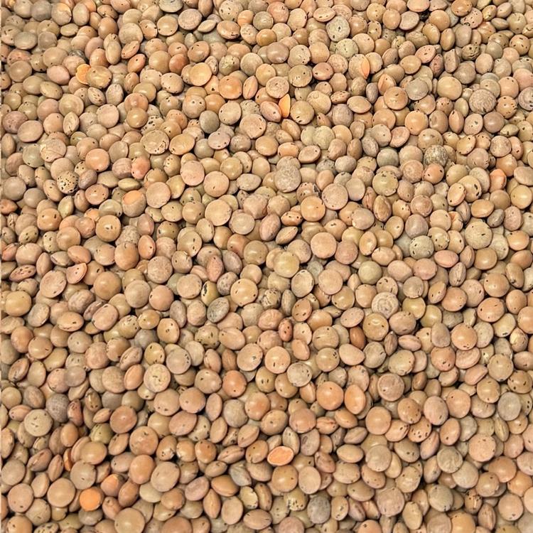 Lentille Brune Bio 11.35kg