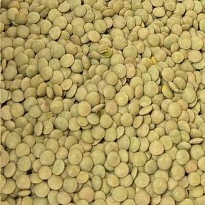 Lentille Verte Bio
