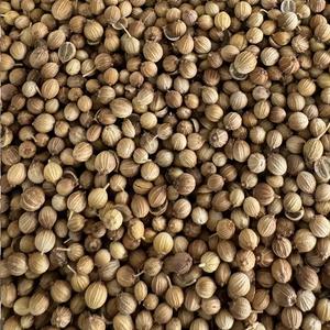 Coriandre Graine Bio