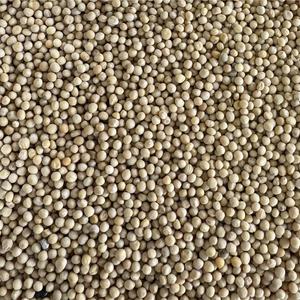 Organic Yellow Mustard
