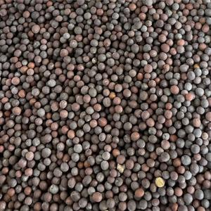 Moutarde Brune Bio
