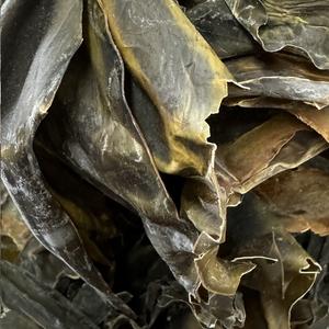 Kombu Royal Entière (Lasagne de mer)