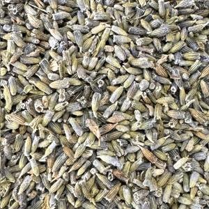 Lavande Bio