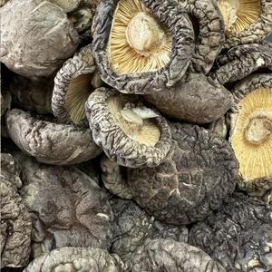 Shiitake Séchés